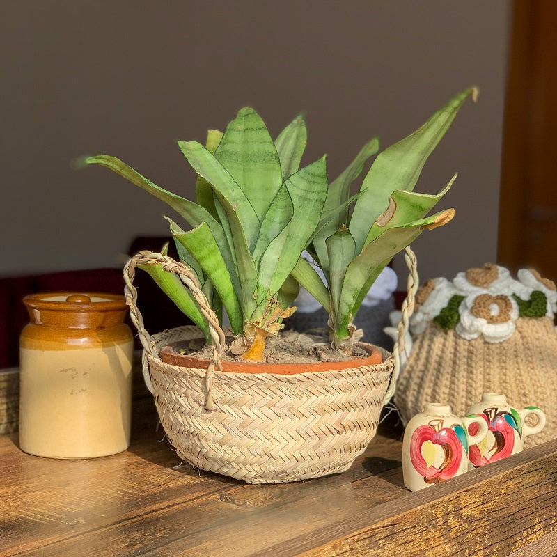 Hand woven Basket Mini hand woven bamboo kitchen herb planters-Pack of 2