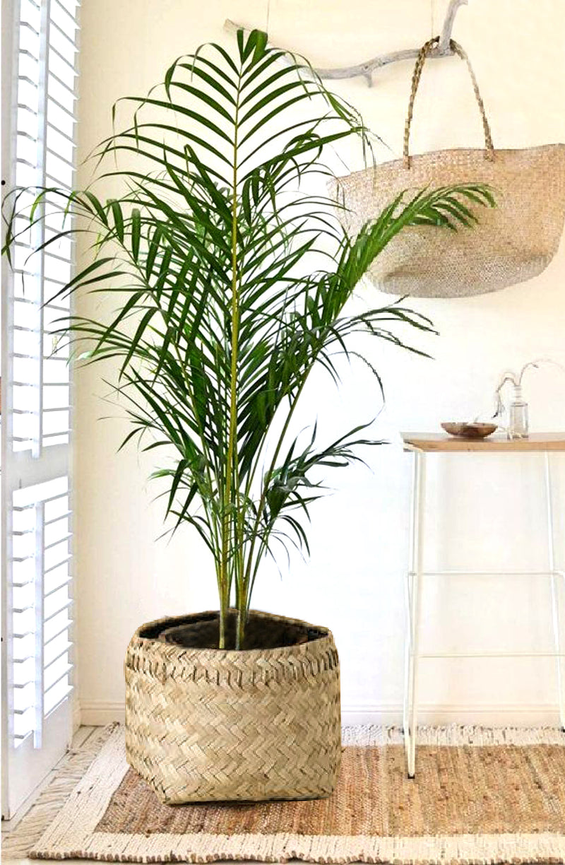 Hand woven Basket  Bamboo basket- Set of 2